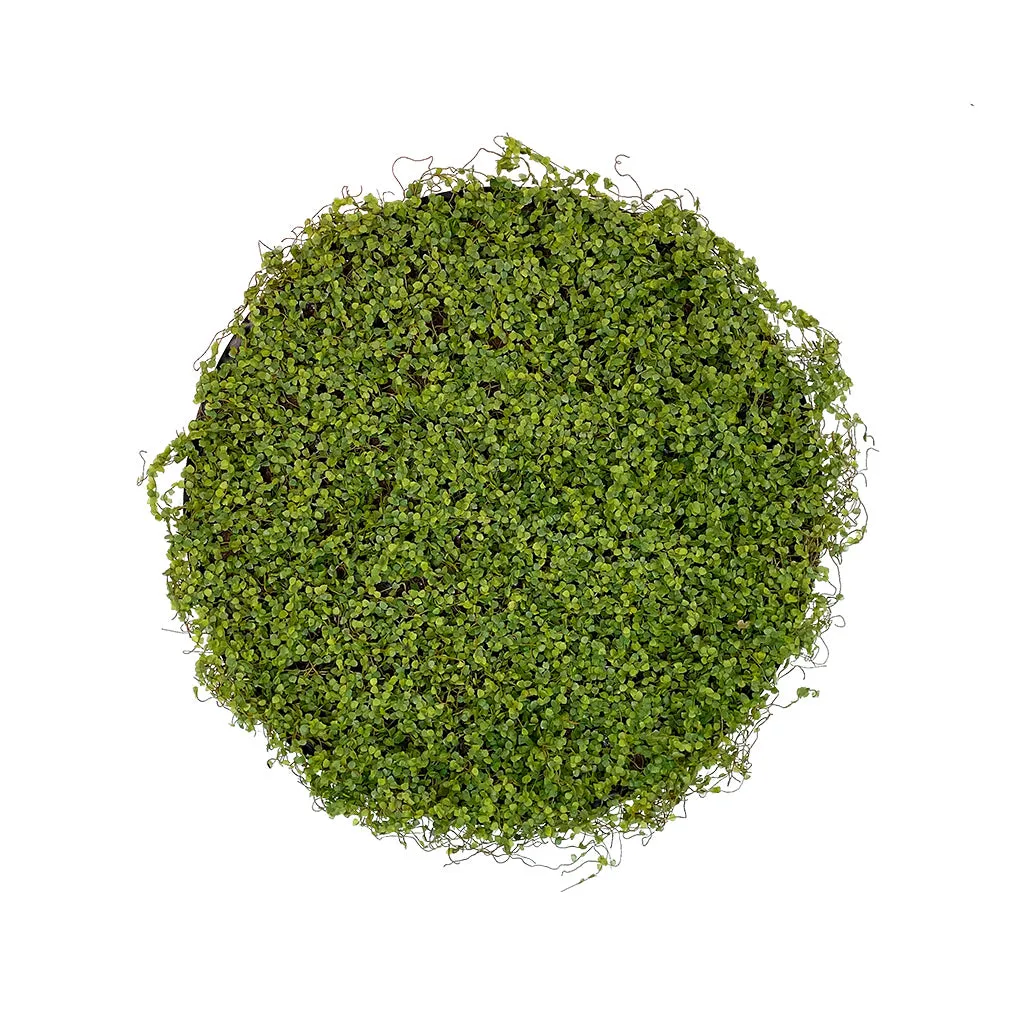 Artificial twig moss wall circular art panel MDF Black - 50cm