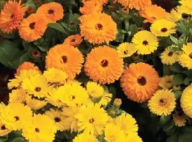 Calendula Calypso Yellow W/Black Center Flower Seeds