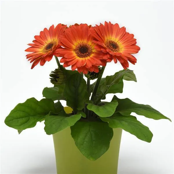 Gerbera ColorBloom Bicolor Yellow Orange Flower Seeds