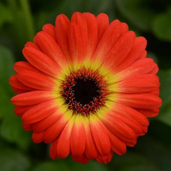 Gerbera ColorBloom Bicolor Yellow Orange Flower Seeds