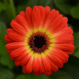Gerbera ColorBloom Bicolor Yellow Orange Flower Seeds