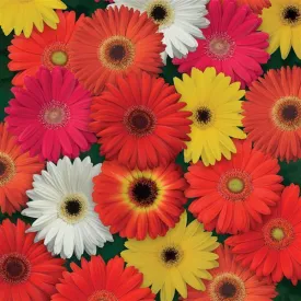 Gerbera ColorBloom Mix Flower Seeds