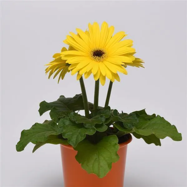 Gerbera ColorBloom Yellow Dark Eye Flower Seeds