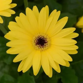 Gerbera ColorBloom Yellow Dark Eye Flower Seeds
