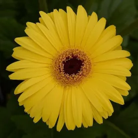 Gerbera Mega Revolution Yellow Dark Eye Flower Seeds