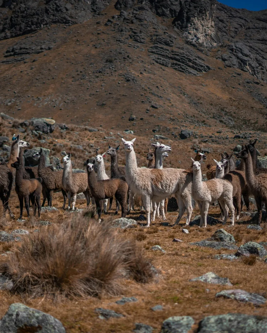 ILLA Alpaca Blanket