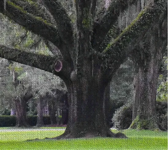 Moss Draped Oak at Eden Gardens State Park Oversized Tapestry Blanket