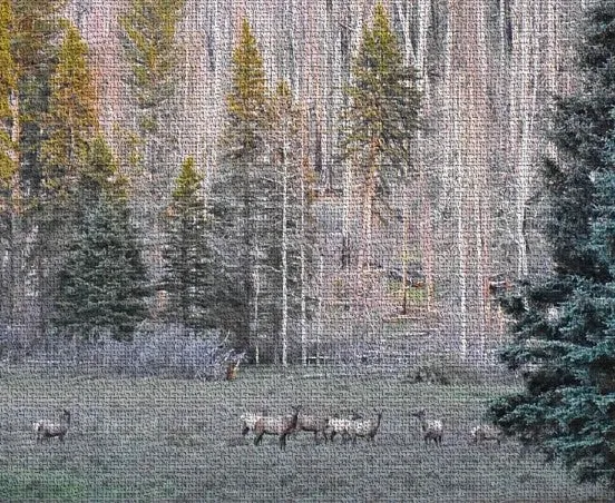 Roaming American Elk at New Mexico’s Jemez Mountains Oversized Woven Tapestry Blanket