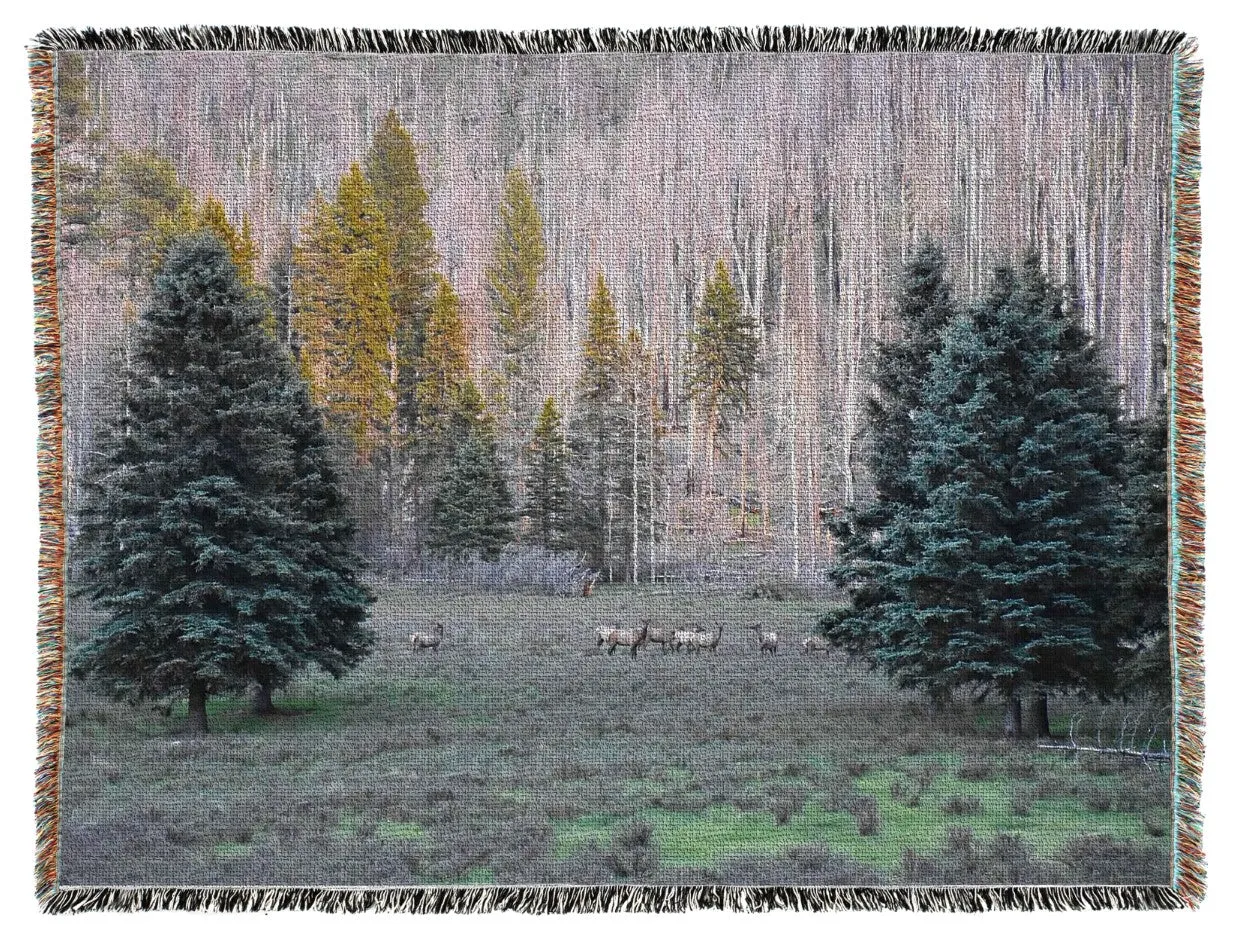 Roaming American Elk at New Mexico’s Jemez Mountains Oversized Woven Tapestry Blanket